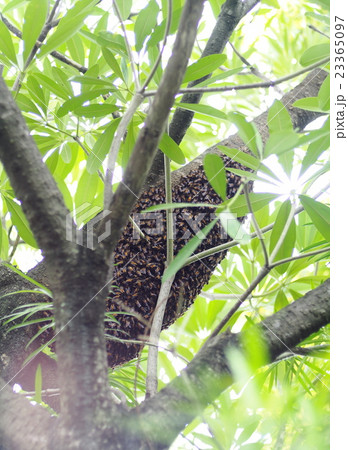 large brown long natural wild bee hive on a tree large brown long natural wild bee hive on a tree 23365097