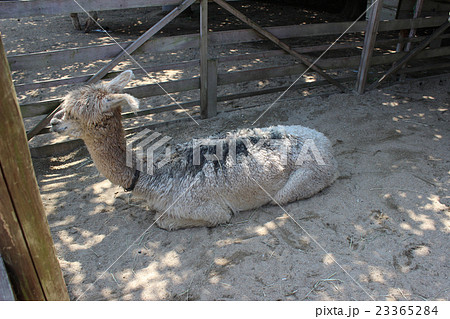 背中を見せるアルパカ/兵庫県淡路市 背中を見せるアルパカ/兵庫県淡路市 23365284