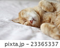 癒し系 23365337