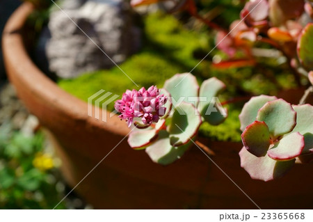 鉢植えのミセバヤ花が咲く 23365668