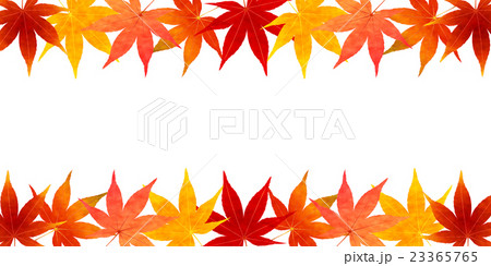 紅葉 秋 葉 背景 紅葉 秋 葉 背景 23365765