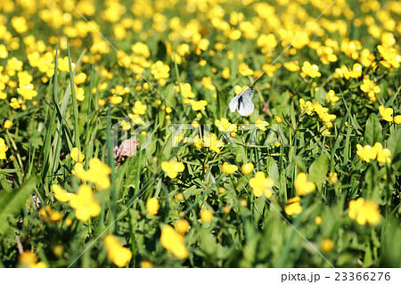wild spring flower in a field 23366276