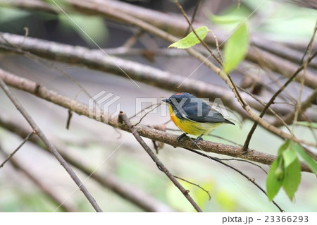 Yellow-rumped Flowerpecker(キゴシハナドリモドキ)♂ Yellow-rumped Flowerpecker(キゴシハナドリモドキ)♂ 23366293