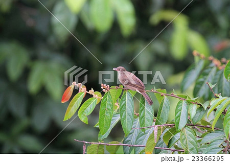 Buff-vented Bulbul(カンムリオリーブヒヨ) Buff-vented Bulbul(カンムリオリーブヒヨ) 23366295