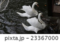 白鳥 23367000