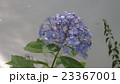 アジサイ 23367001