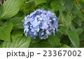 アジサイ 23367002