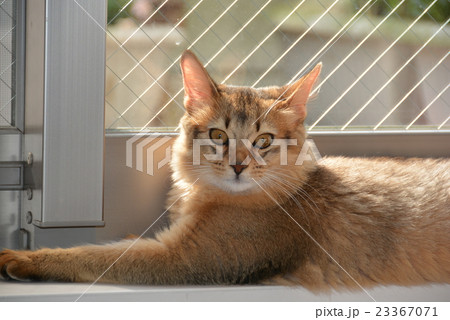 窓辺の猫 23367071