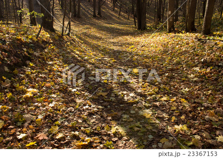 autumn forest 23367153