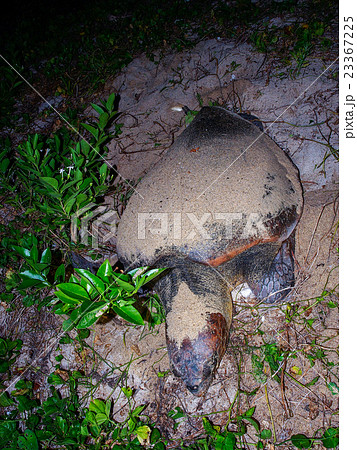 ウミガメの産卵 ウミガメの産卵 23367225