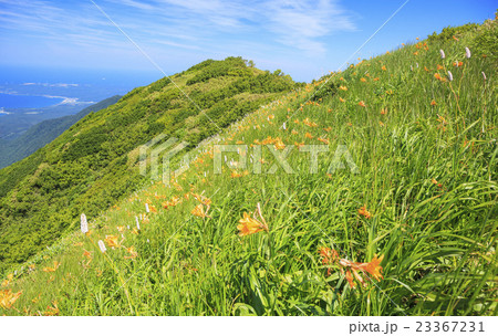 白神岳に咲くニッコウキスゲ 青森県深浦町 白神岳に咲くニッコウキスゲ 青森県深浦町 23367231