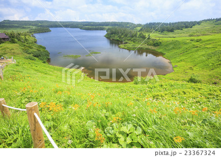 高山植物が咲く八幡平の八幡沼 岩手県八幡平市 高山植物が咲く八幡平の八幡沼 岩手県八幡平市 23367324