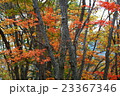 美しい日本の紅葉 23367346