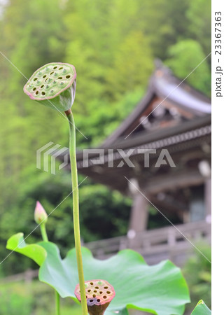 花の終わったハスと鐘楼 花の終わったハスと鐘楼 23367363