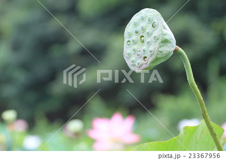 花の終わった ハスの花托の写真素材