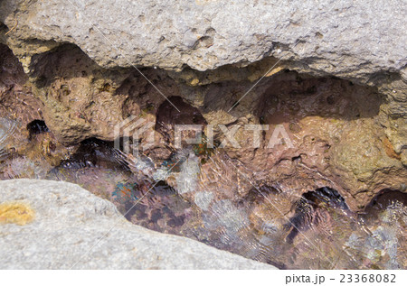 温泉津、櫛島公園（7月） 23368082