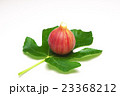 いちじくと葉 23368212