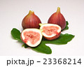 いしじくと葉 23368214