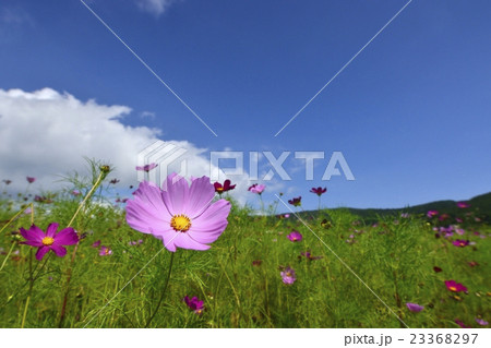 コスモス畑 23368297