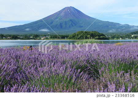 ラベンダー咲く河口湖 ラベンダー咲く河口湖 23368516