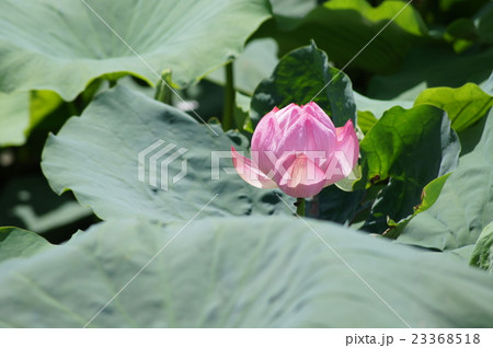 ハスの花 23368518
