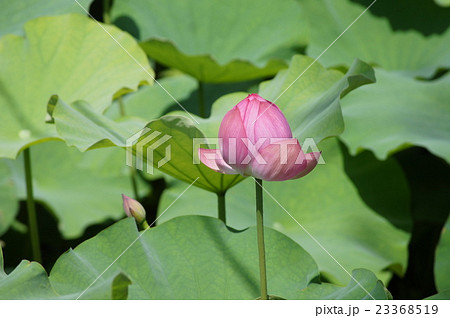 ハスの花 ハスの花 23368519