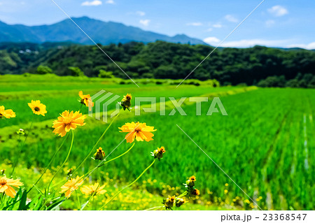 初夏の農村風景 (72) 23368547