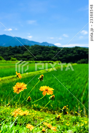 初夏の農村風景 (73) 23368548