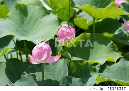 ハスの花 23368557