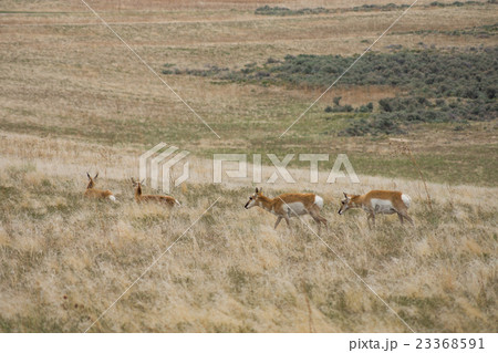 プロングホーン 23368591