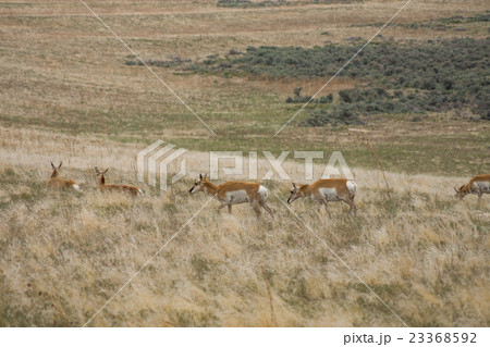 プロングホーン 23368592