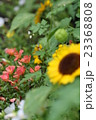 夏の花壇 23368808