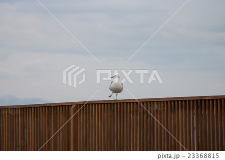 カモメ 23368815