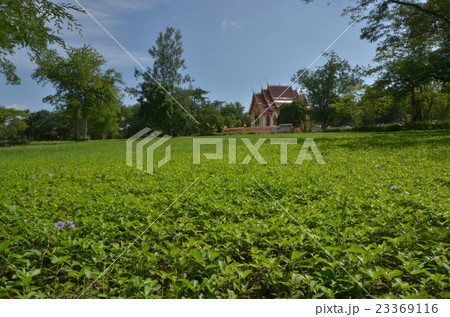 Green wide wild tree field with a temple and blue Green wide wild tree field with a temple and blue 23369116