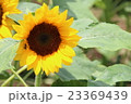 ひまわり 23369439