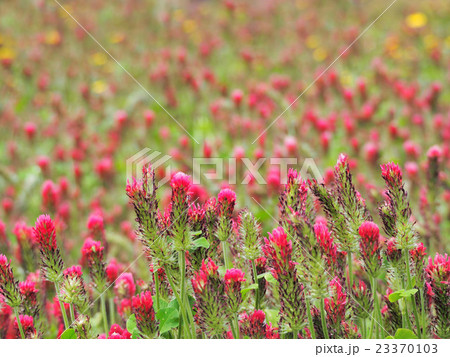 ストロベリーキャンドル 23370103