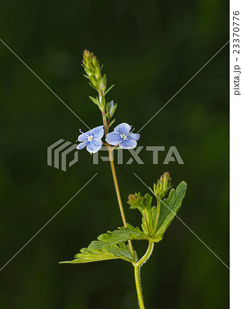 Speedwell flower 23370776