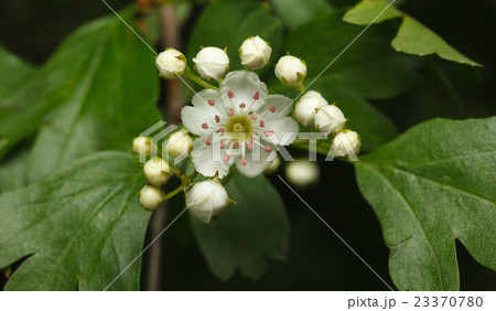 First flower of whitethorn First flower of whitethorn 23370780