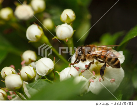 Honeybee on blossom whitethorn 23370781