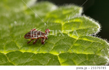 Tick - lie in wait danger 23370785