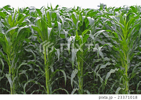 High corn crops on a row. 23371018