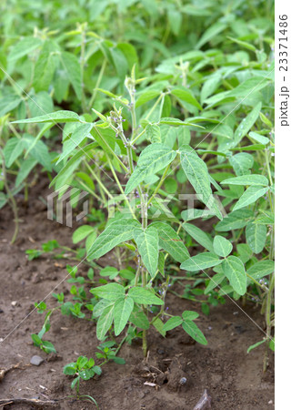 soybean 23371486