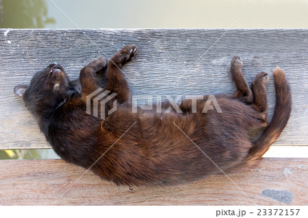 dead cat on the old wood 23372157