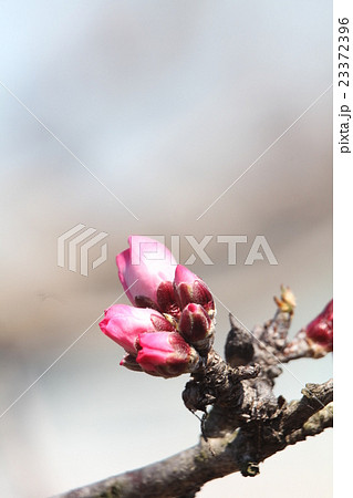 アーモンド 23372396