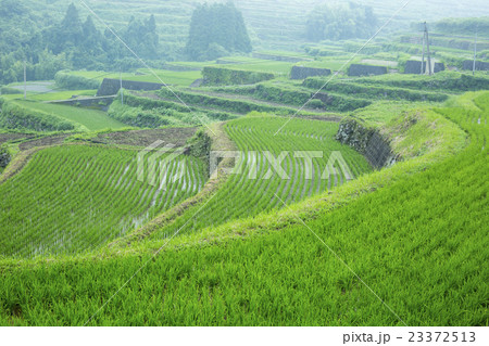 内成の棚田 23372513