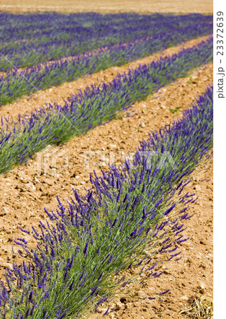 lavender field, Valensole, Provence, France lavender field, Valensole, Provence, France 23372639