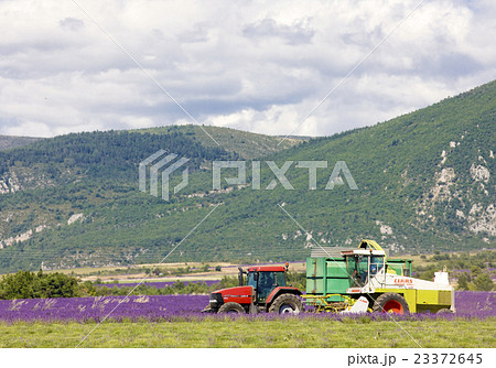 lavender harvest, Alpes-de-Haute-Provence, France 23372645