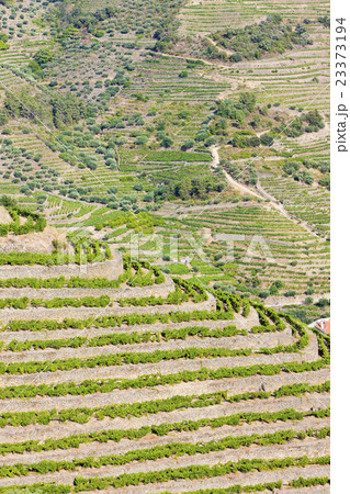 vineyars in Douro Valley, Portugal vineyars in Douro Valley, Portugal 23373194
