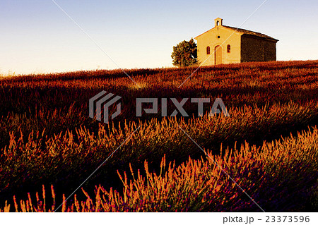 chapel with lavender field, Valensole, Provence chapel with lavender field, Valensole, Provence 23373596