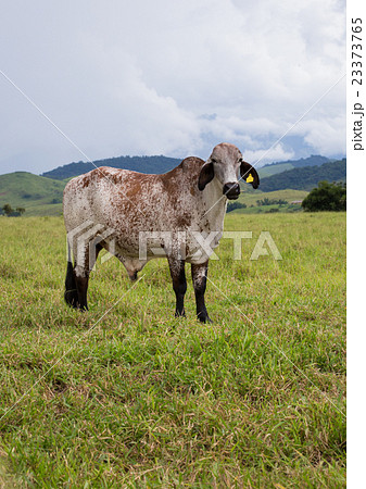 brazilian cows on a pasture 23373765